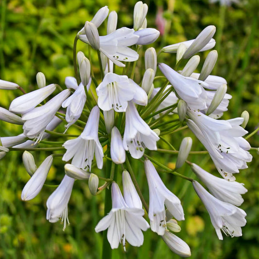 Agapanthus 'Windsor Grey'