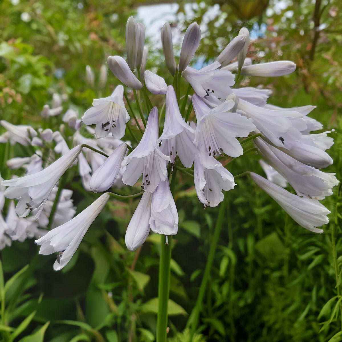 Agapanthus 'Windsor Grey'
