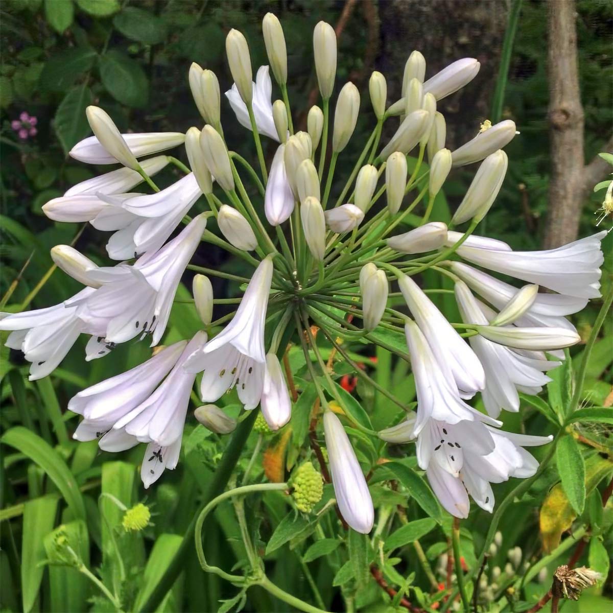 Agapanthus 'Windsor Grey'