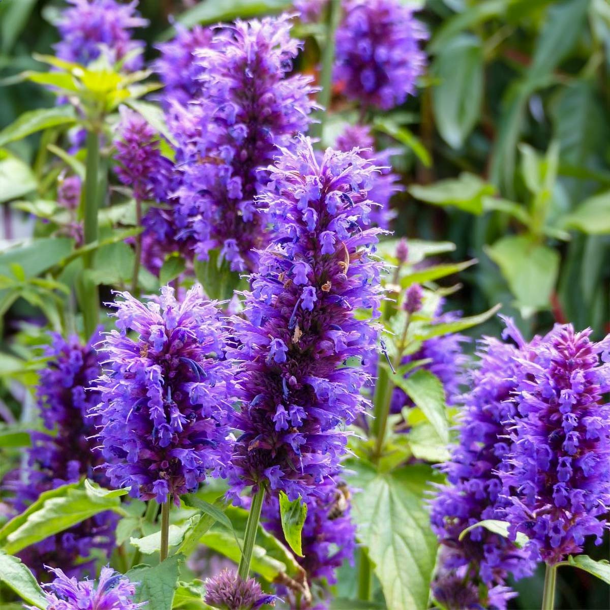 Agastache 'Blue Boa'