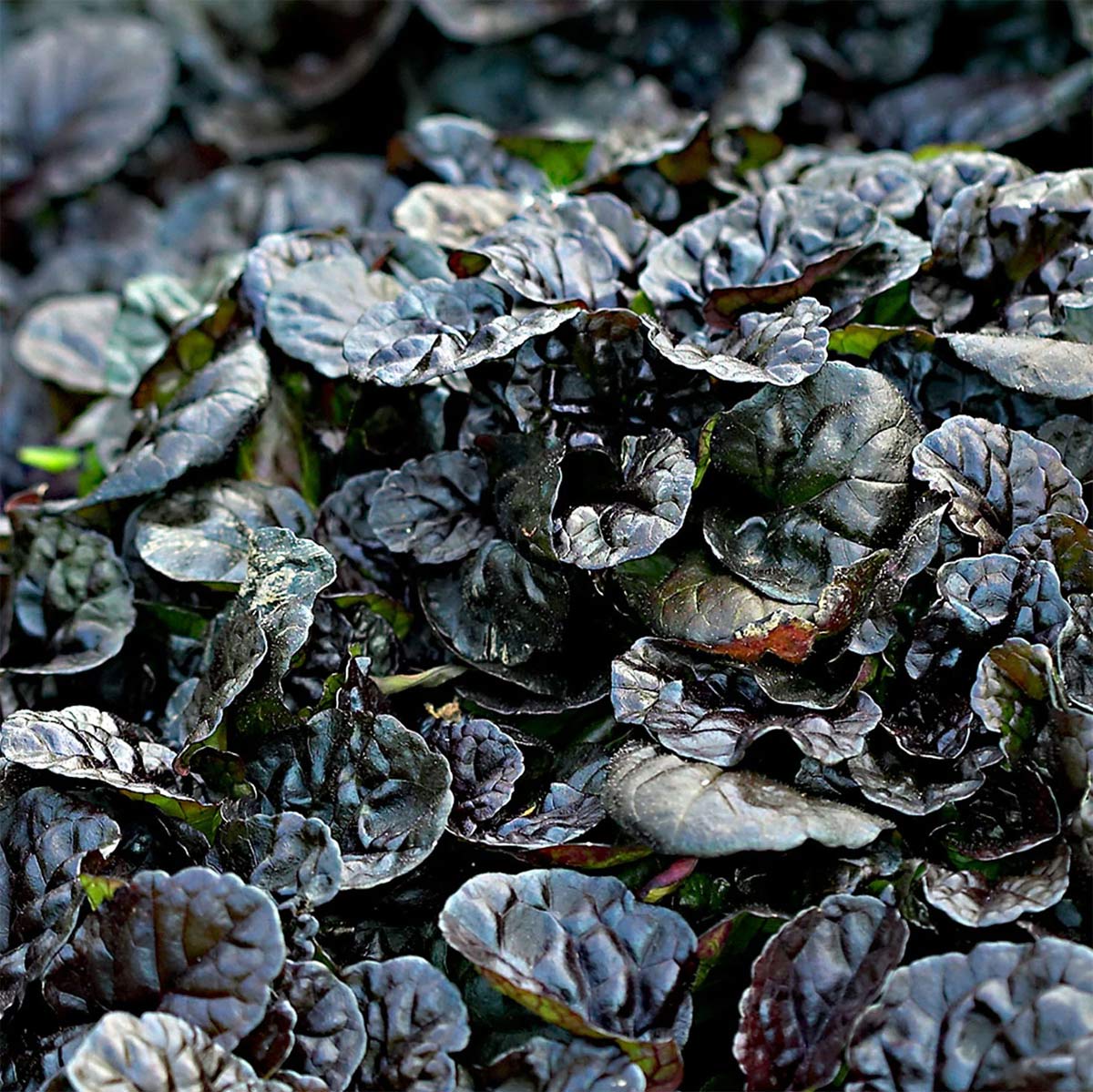 Ajuga reptans 'Black Scallop'