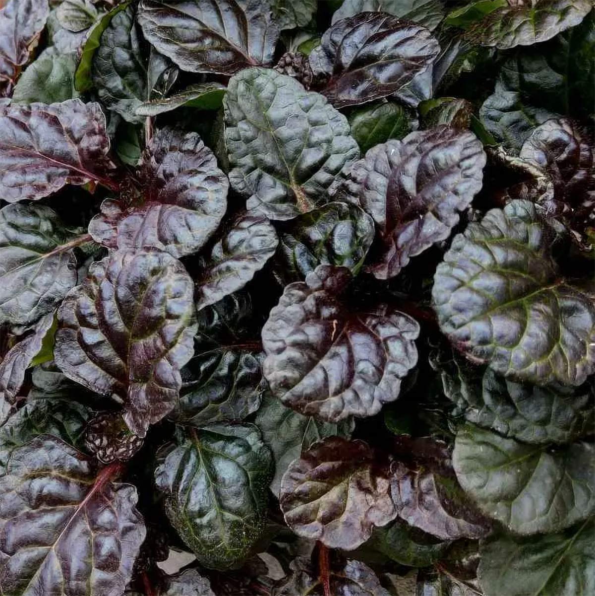 Ajuga reptans 'Black Scallop'