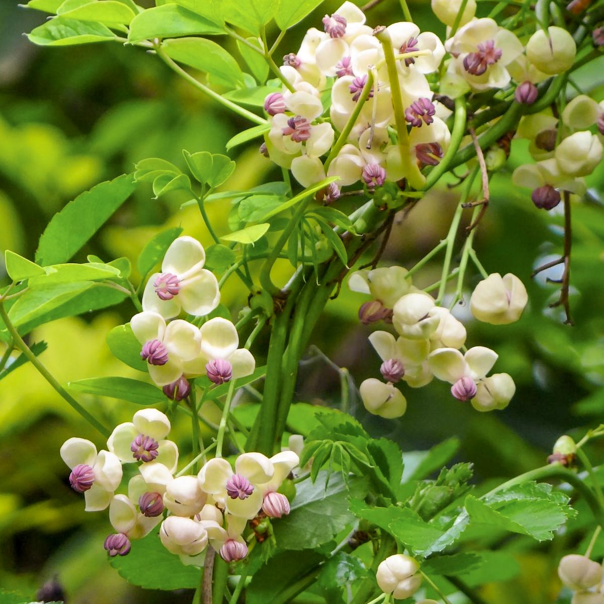Akebia quinata Cream Form; Akebia quinata cream-flowered