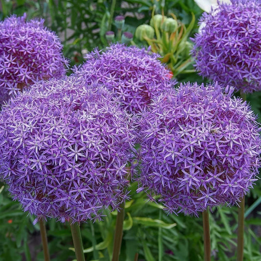 Allium 'Gladiator'. Close-up of purple allium flowers with a blurred green background