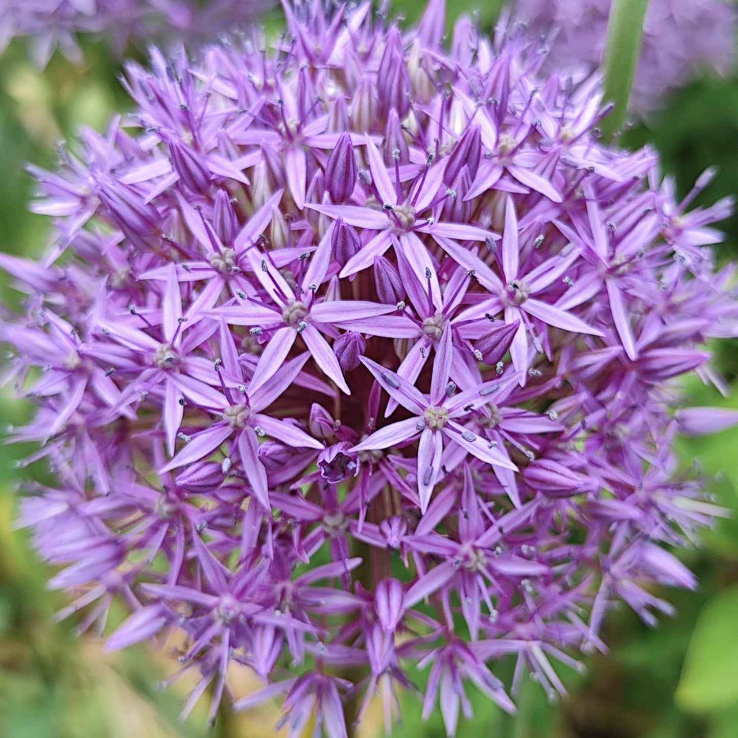 Allium 'Gladiator'. Close-up of a purple allium flower with a blurred green background