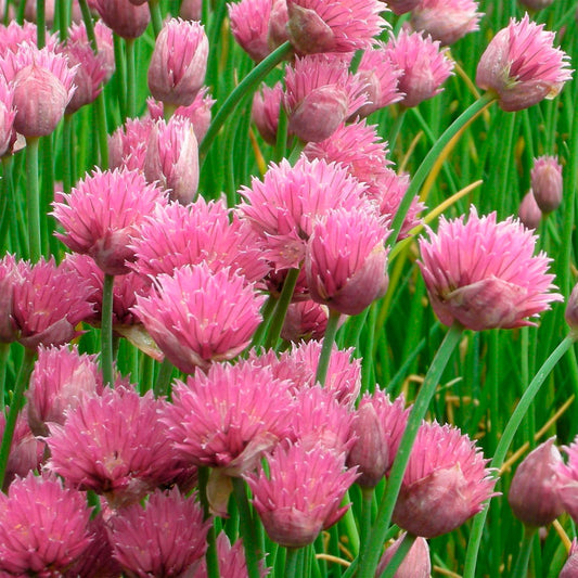 Allium schoenoprasum 'Forescate'. Pink chive flowers with green leaves in a field
