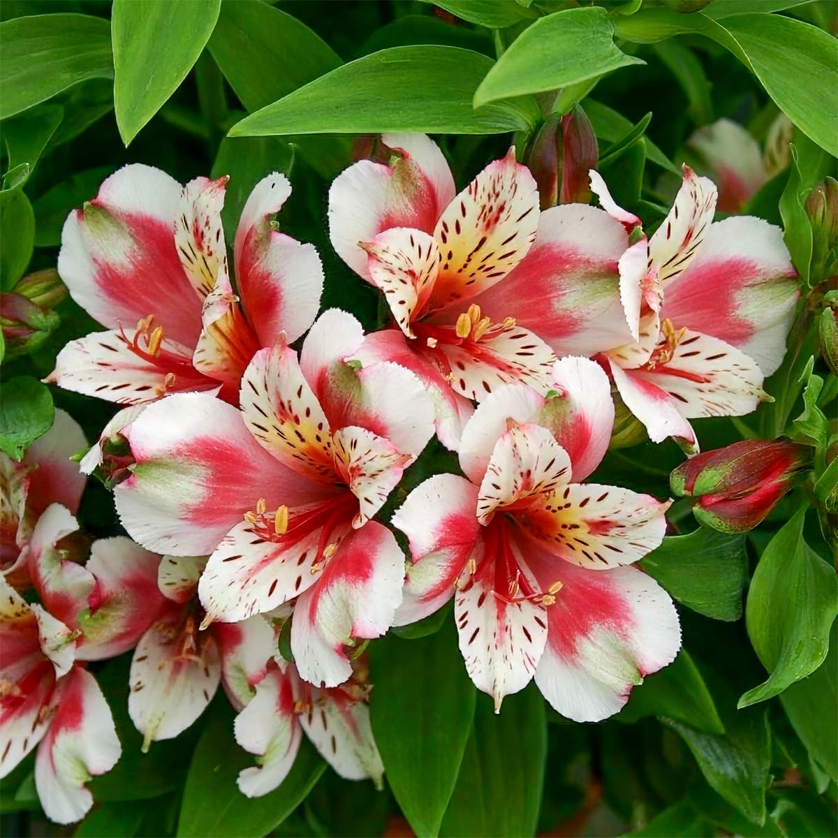 Alstroemeria Inca 'Sweety'