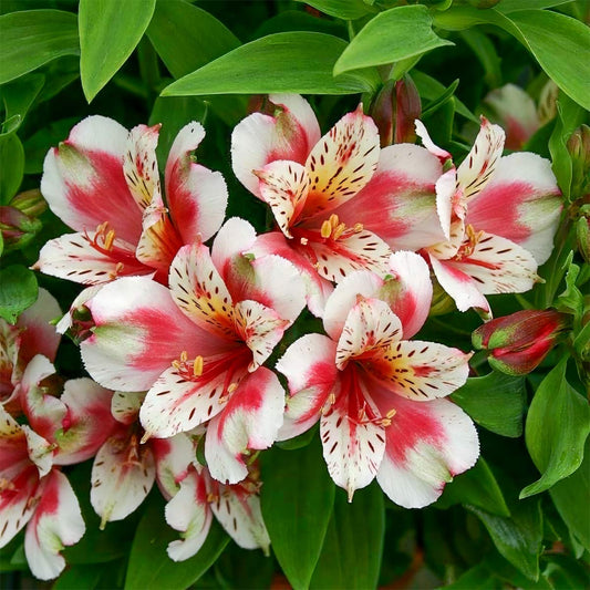 Alstroemeria Inca 'Sweety'