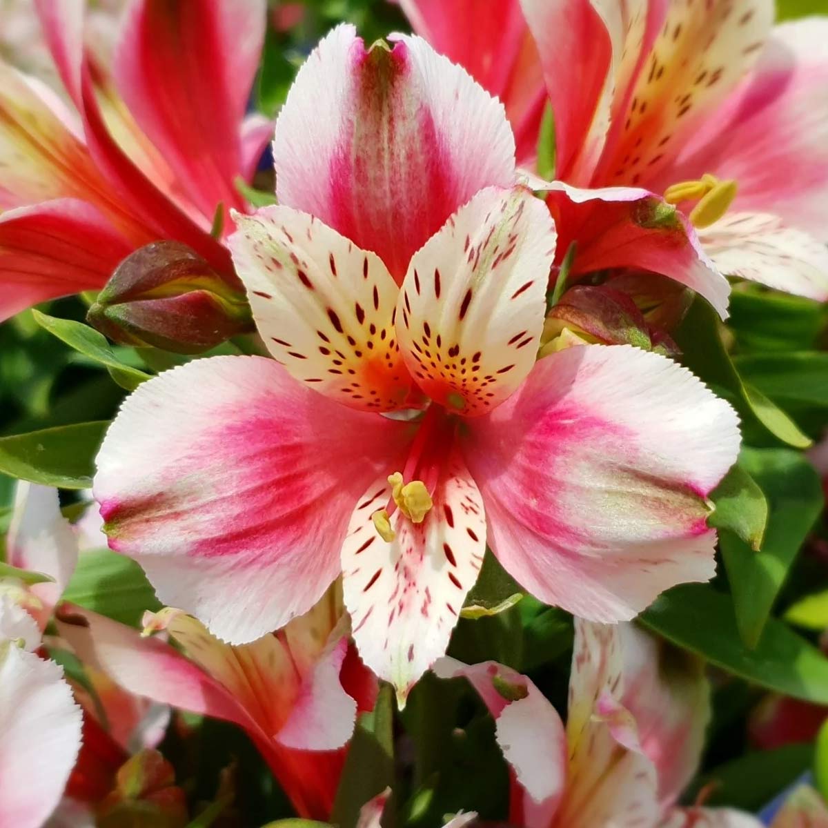 Alstroemeria Inca 'Sweety'
