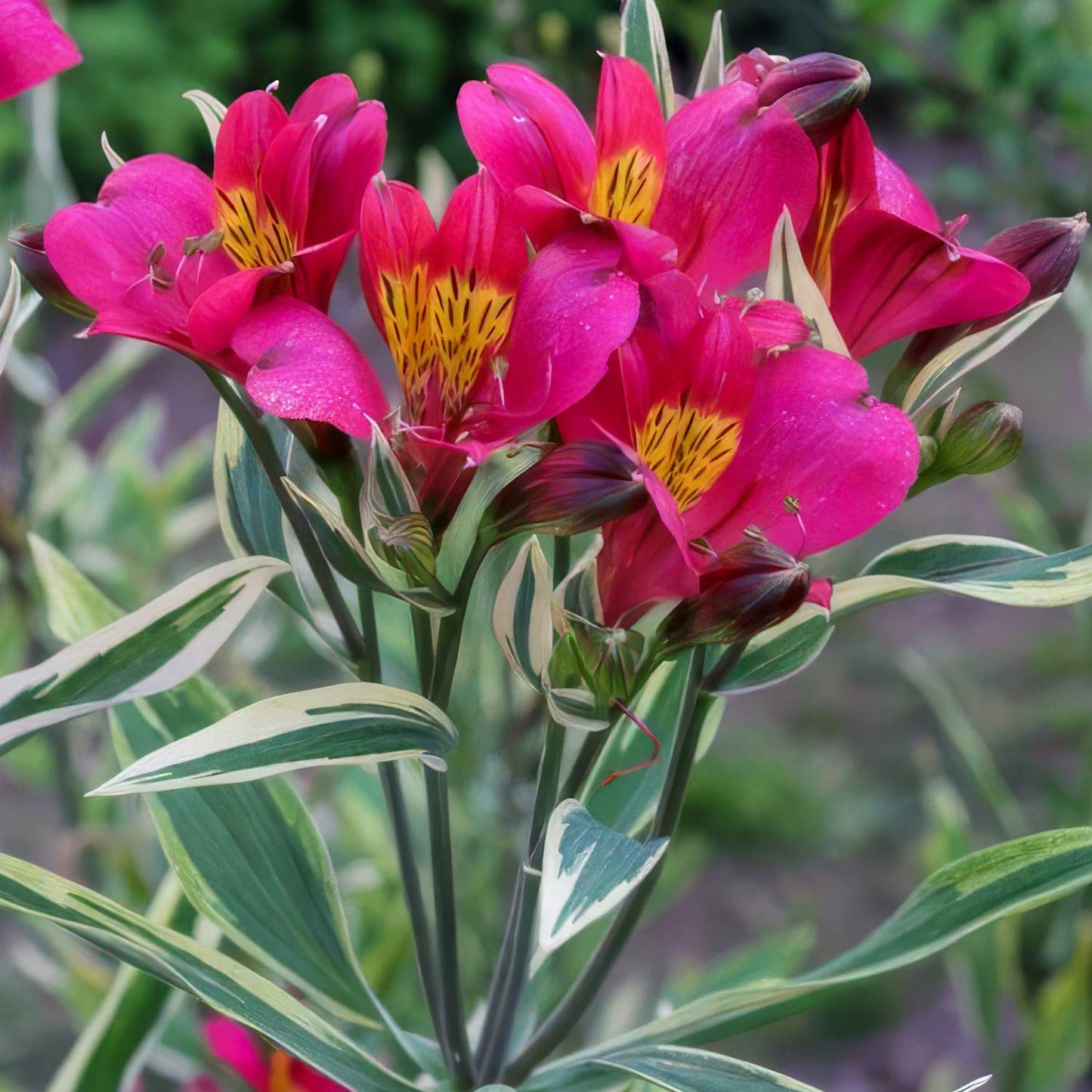 Alstroemeria 'Phoenix'. Close-up of vibrant pink flowers with yellow centers on a blurred green background