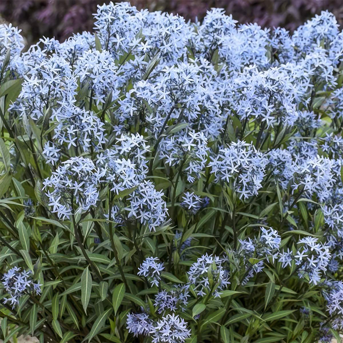 Amsonia tabernaemontana