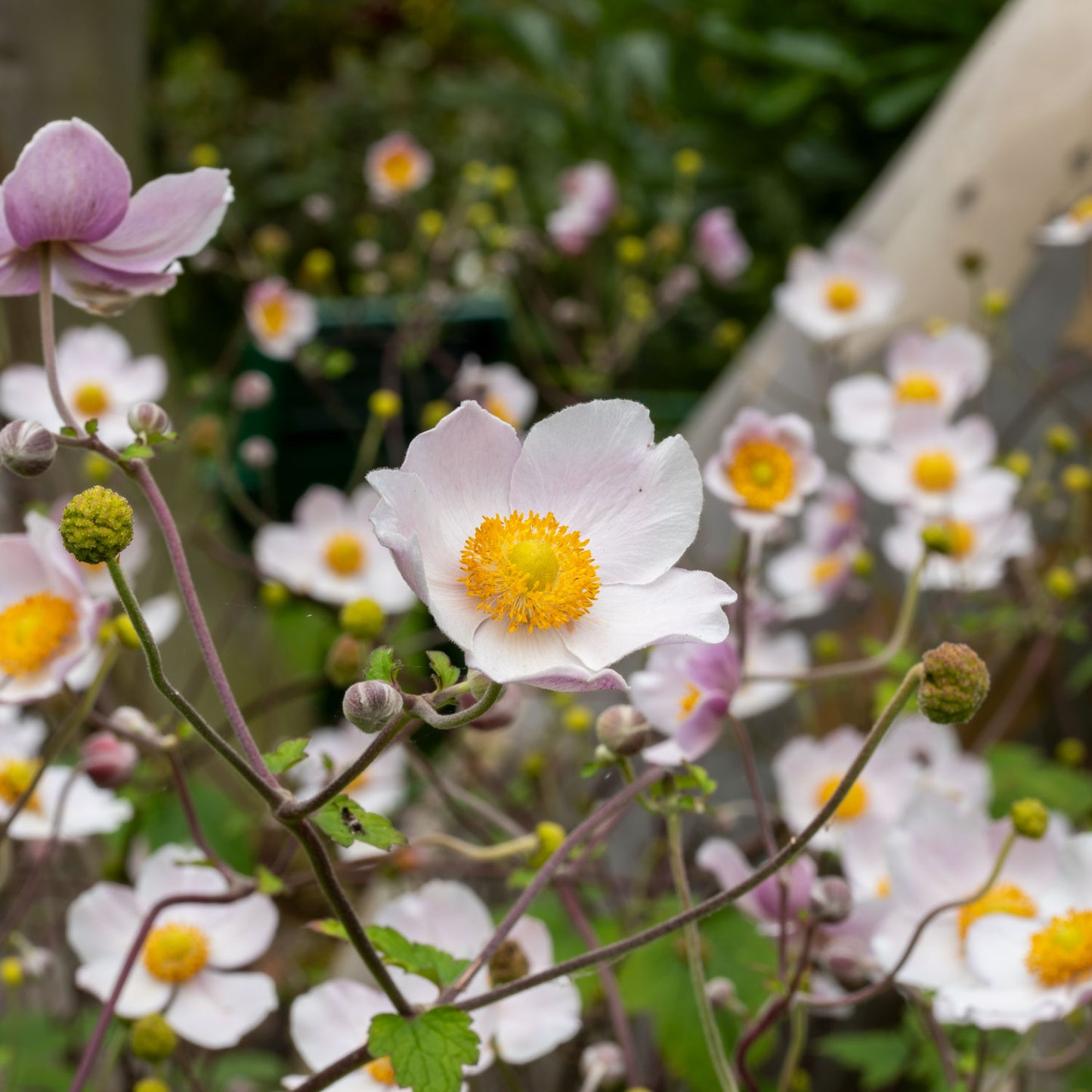 Anemone 'Wild Swan'