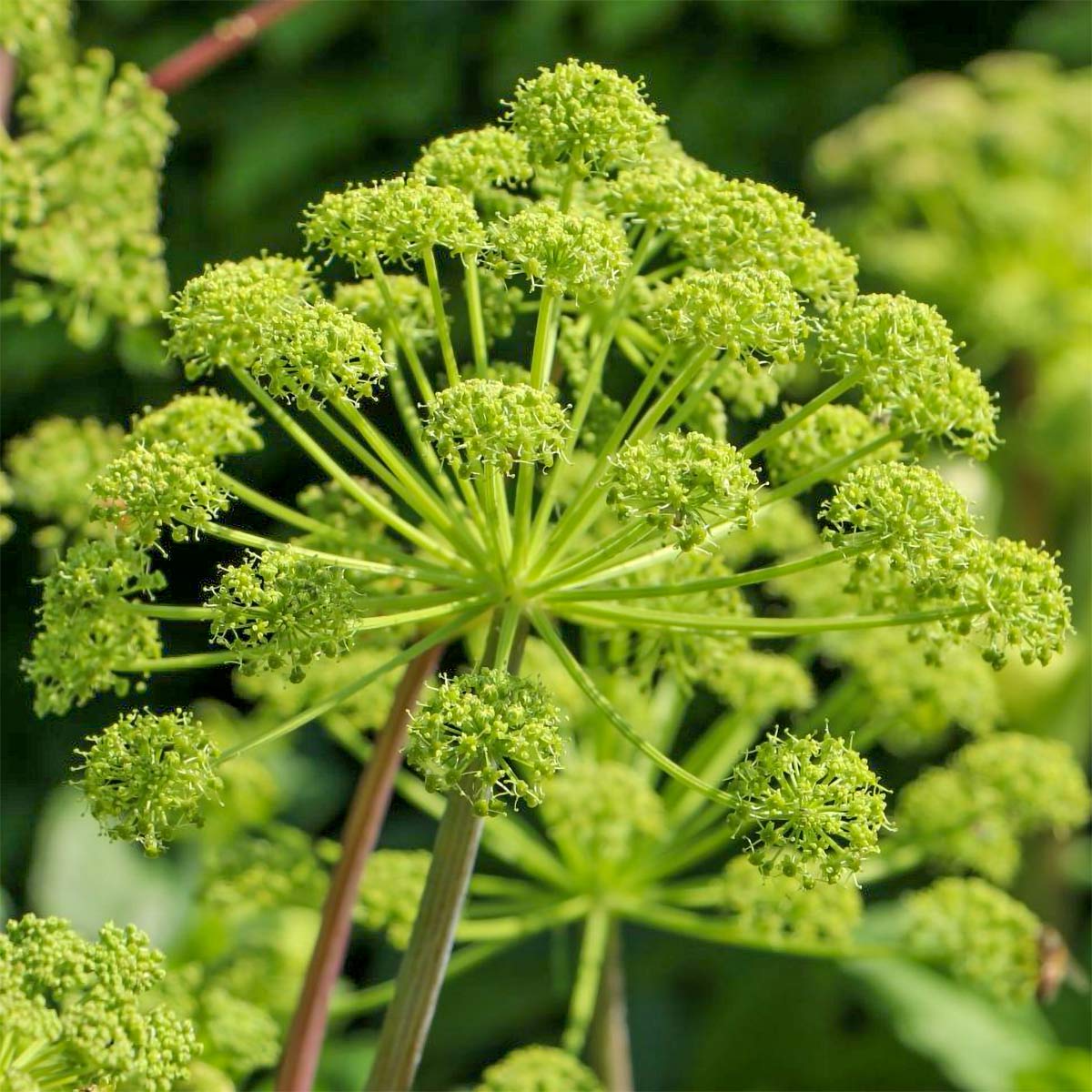 Angelica archangelica