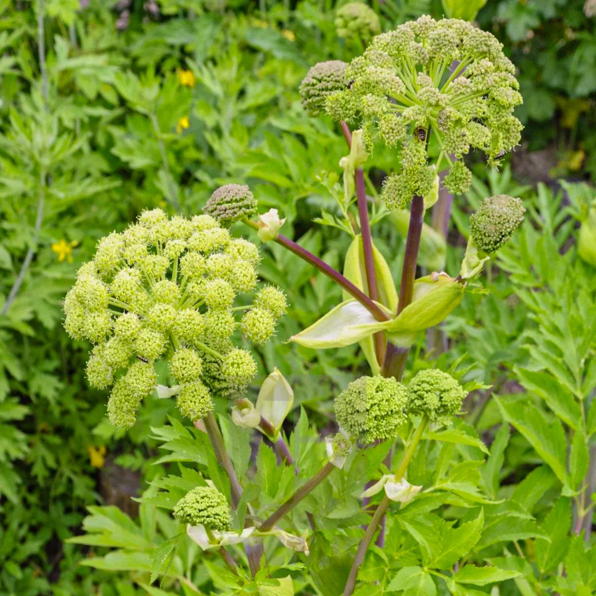 Angelica archangelica
