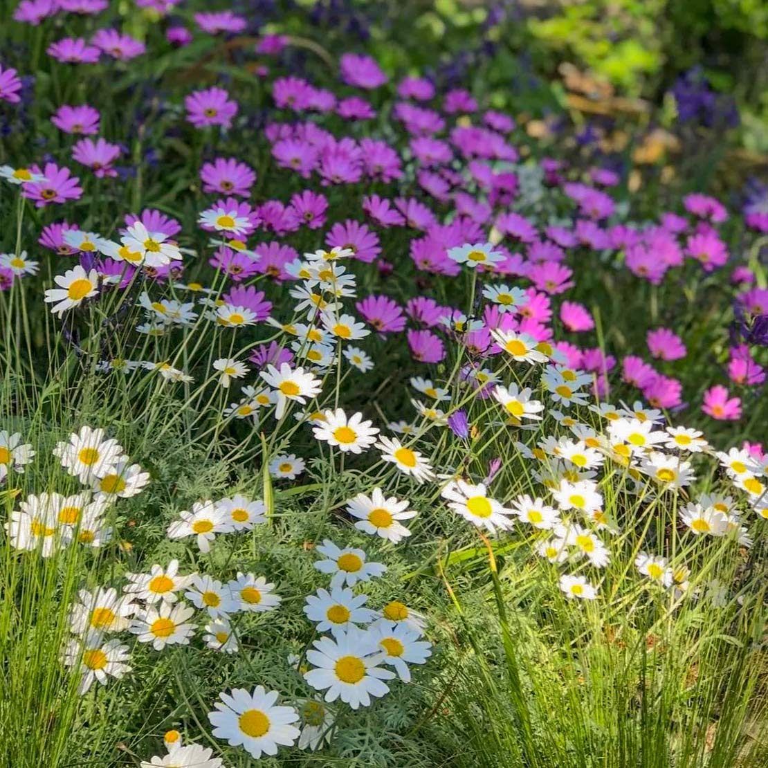 Anthemis cupaniana
