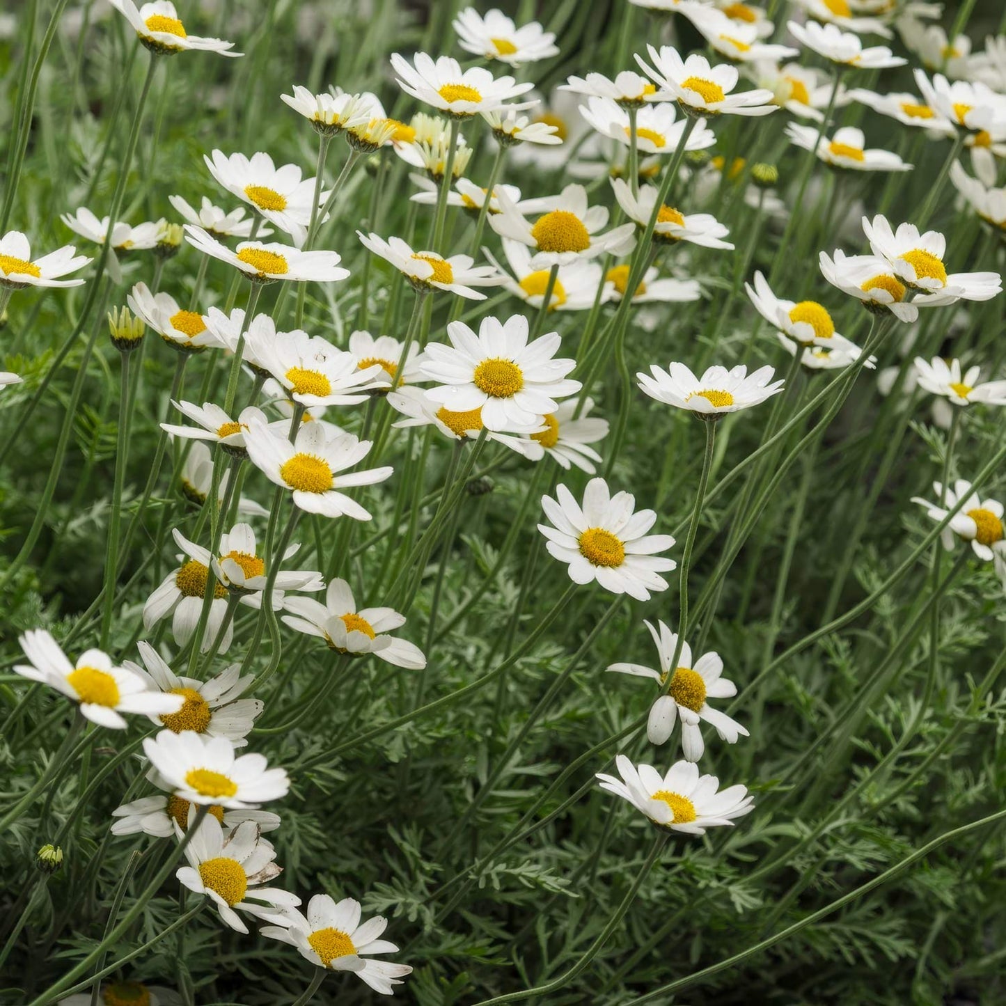 Anthemis cupaniana