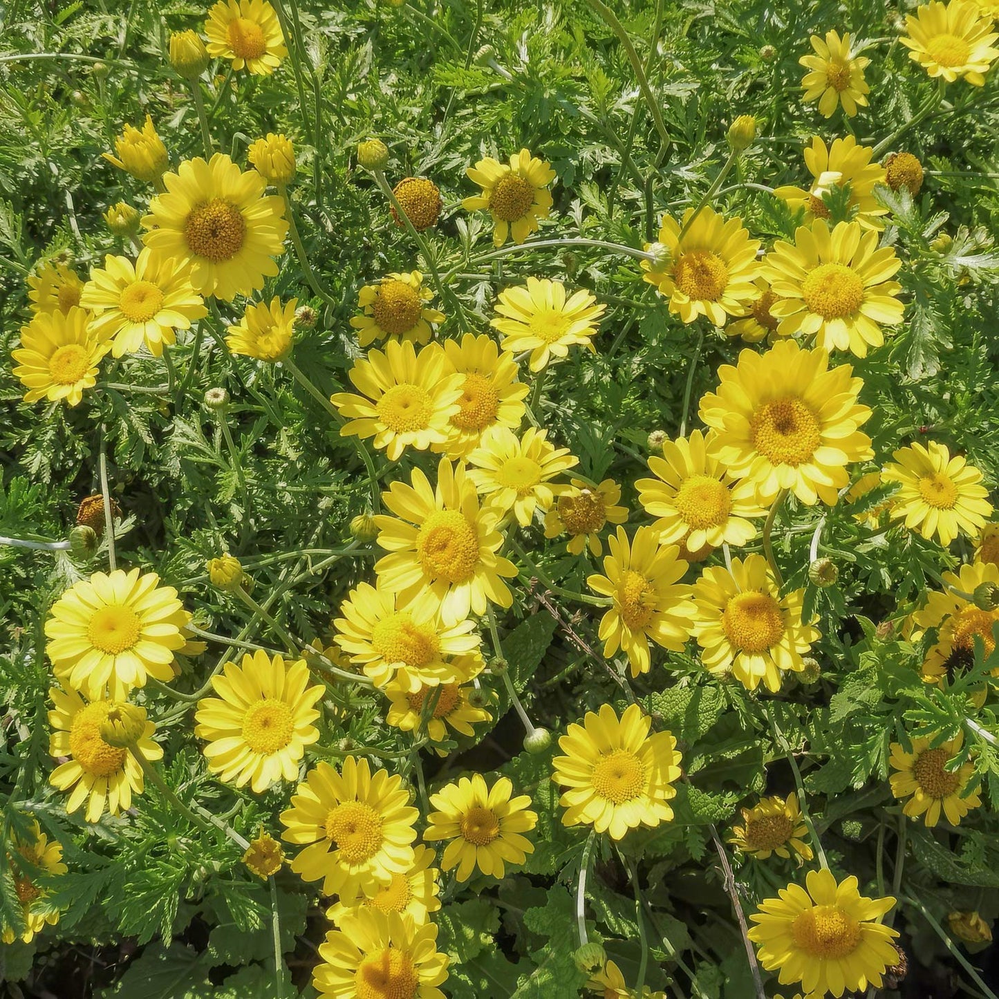 Anthemis tinctoria 'Dwarf Form'