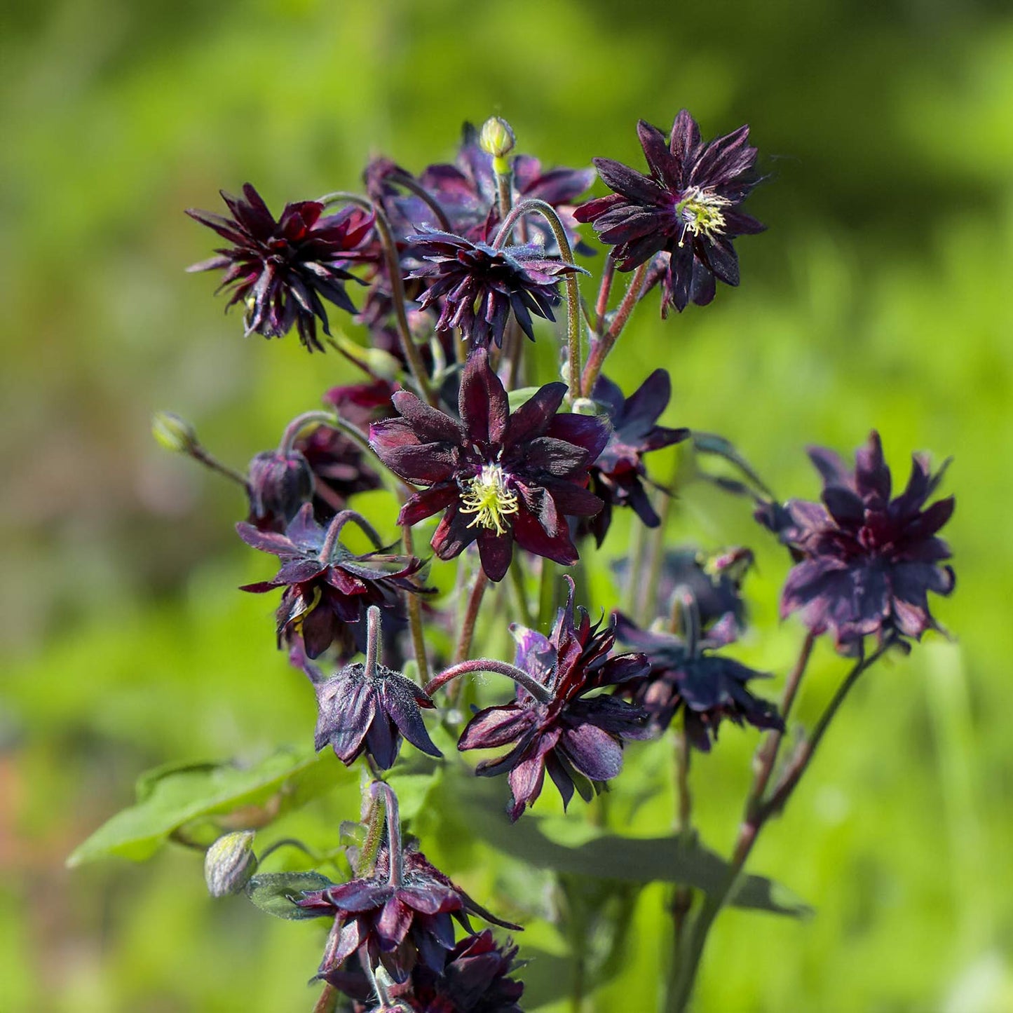 Aquilegia vulgaris var. stellata 'Black Barlow'