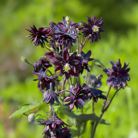 Aquilegia vulgaris var. stellata 'Black Barlow'