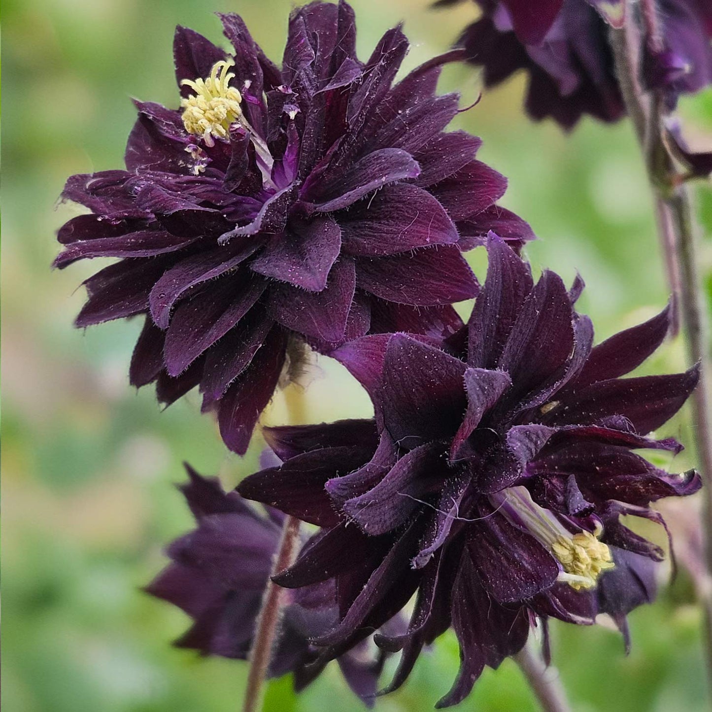 Aquilegia vulgaris var. stellata 'Black Barlow'