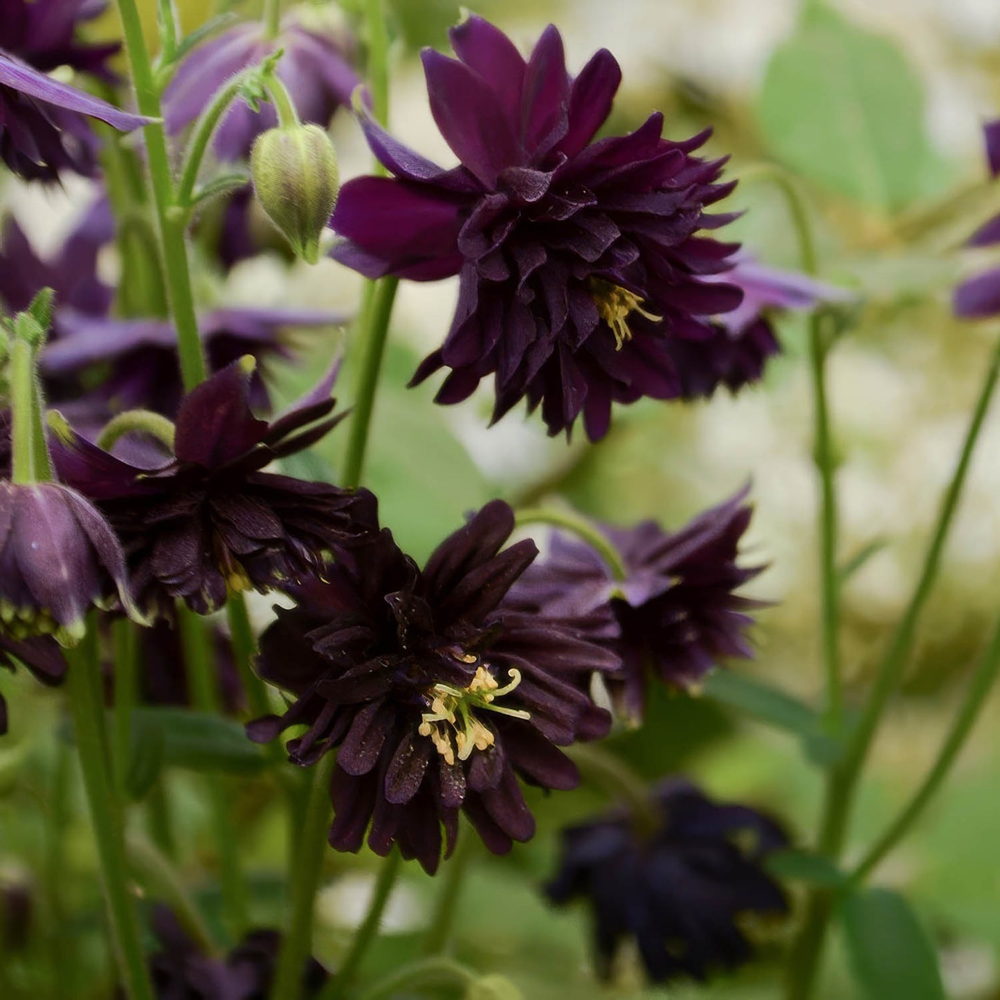 Aquilegia vulgaris var. stellata 'Black Barlow'