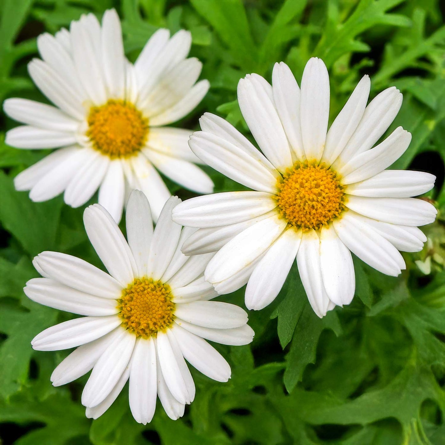 Argyranthemum 'Polly'