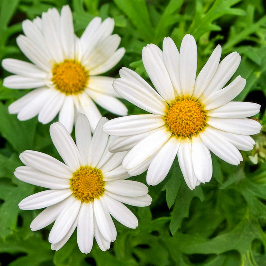 Argyranthemum 'Polly'