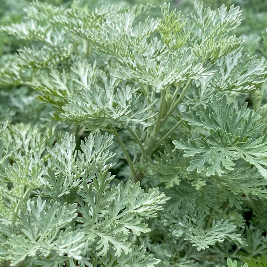 Artemesia 'Powis Castle'