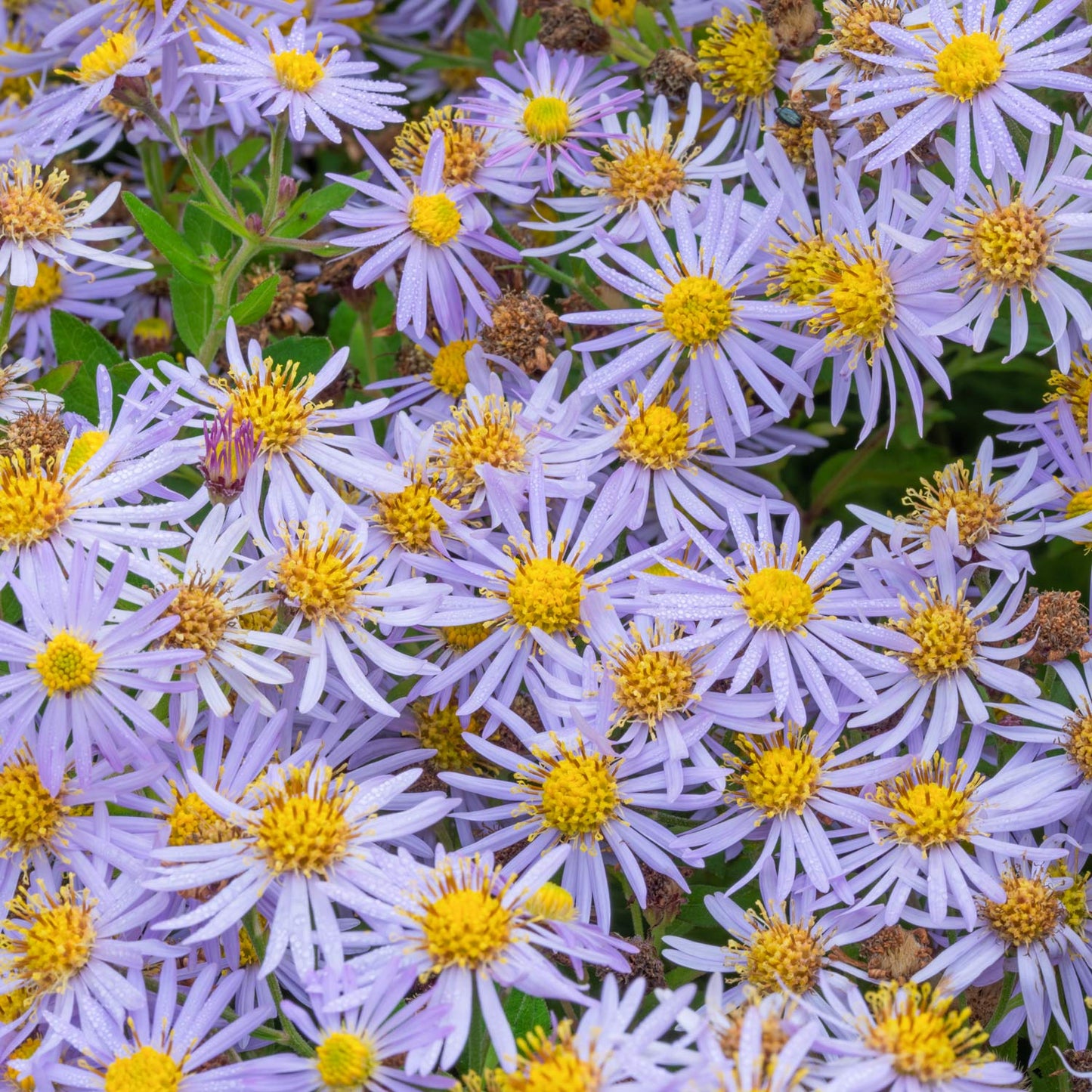 Aster ageratoides 'Asran'