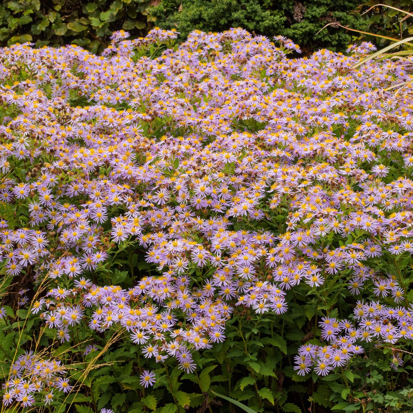 Aster ageratoides 'Asran'