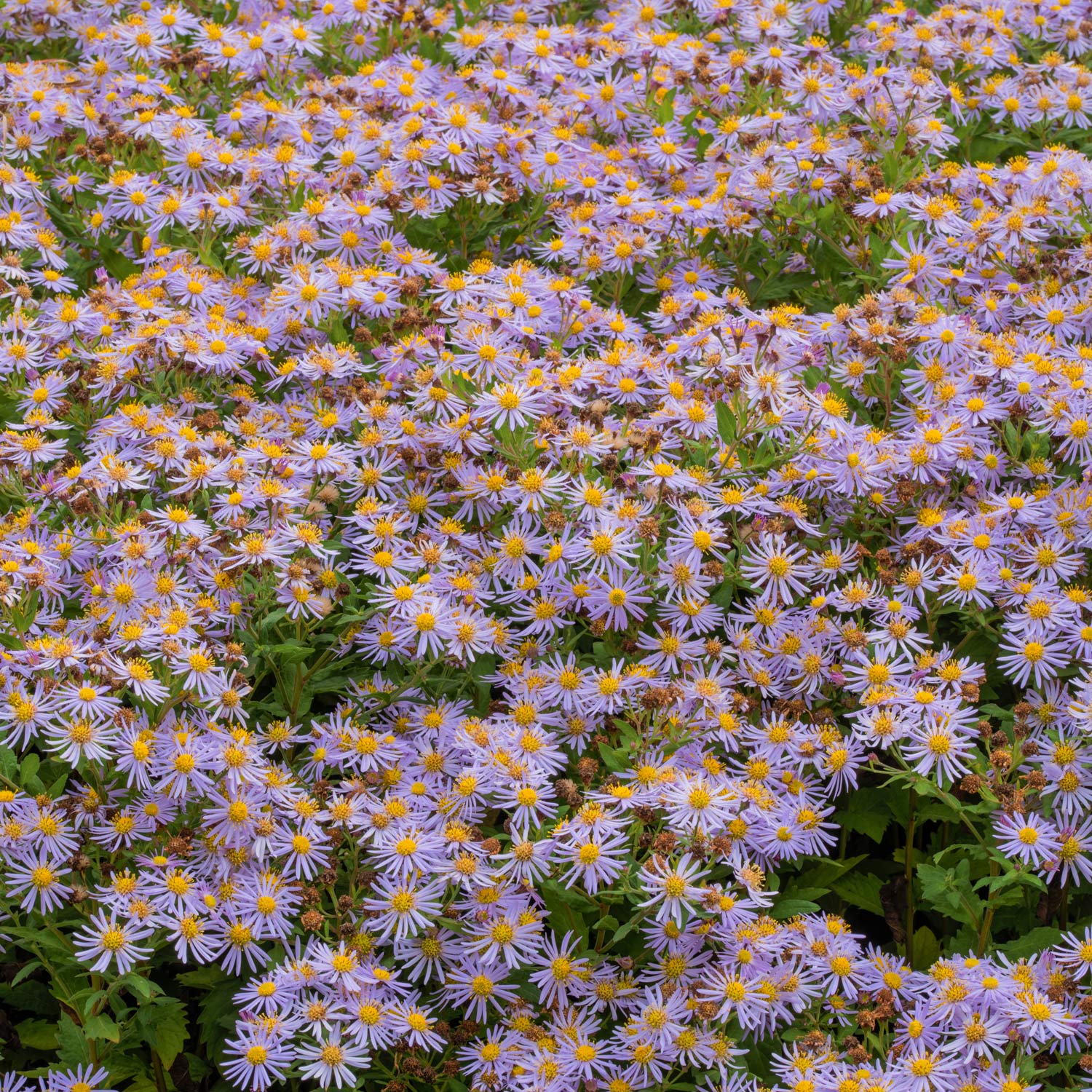 Aster ageratoides 'Asran'