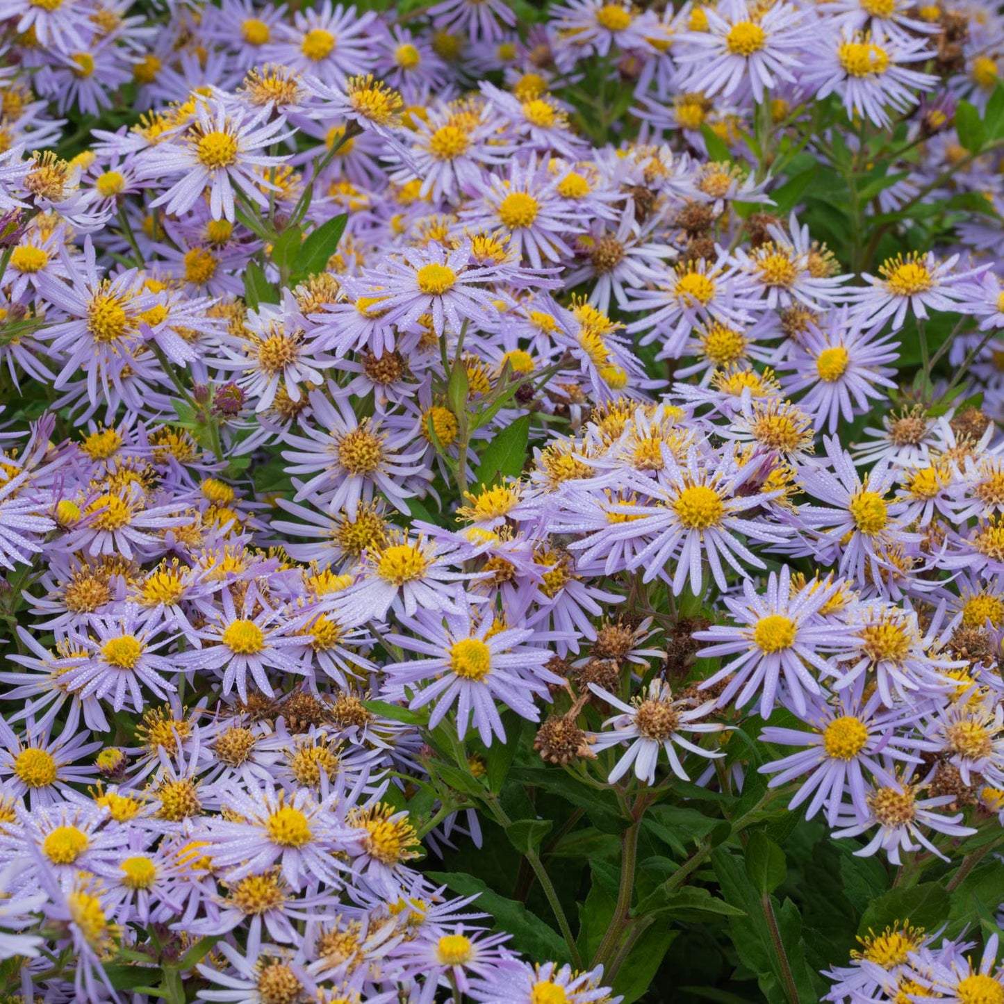 Aster ageratoides 'Asran'