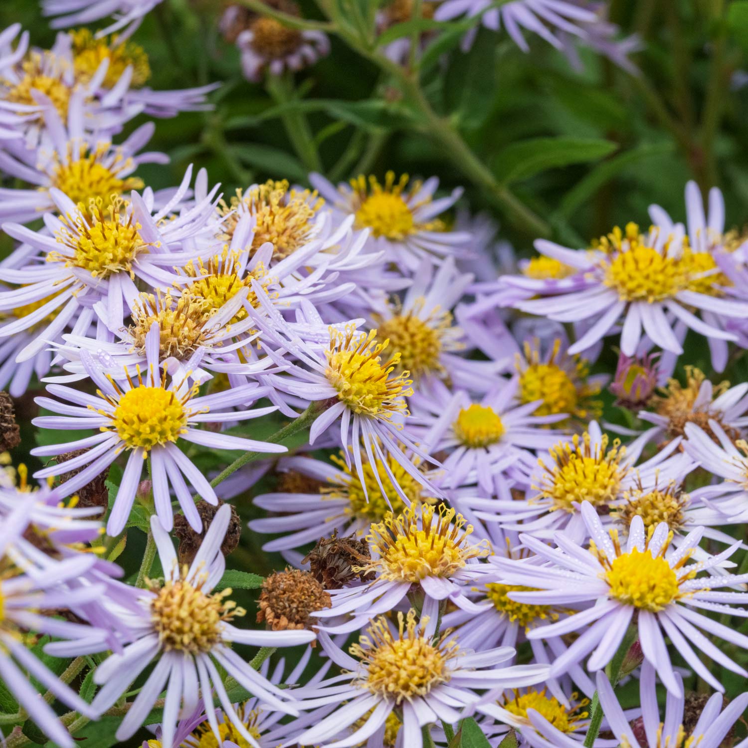 Aster ageratoides 'Asran'