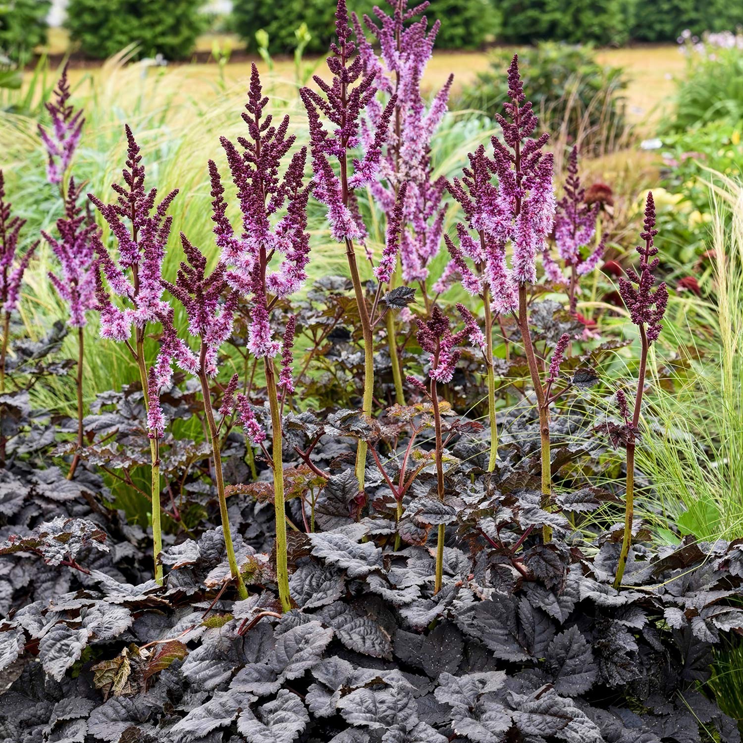 Astilbe 'Dark Side of the Moon'
