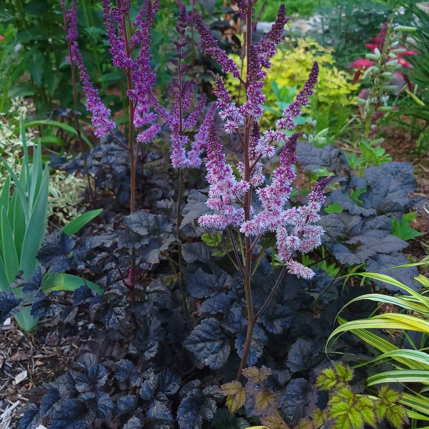 Astilbe 'Dark Side of the Moon'