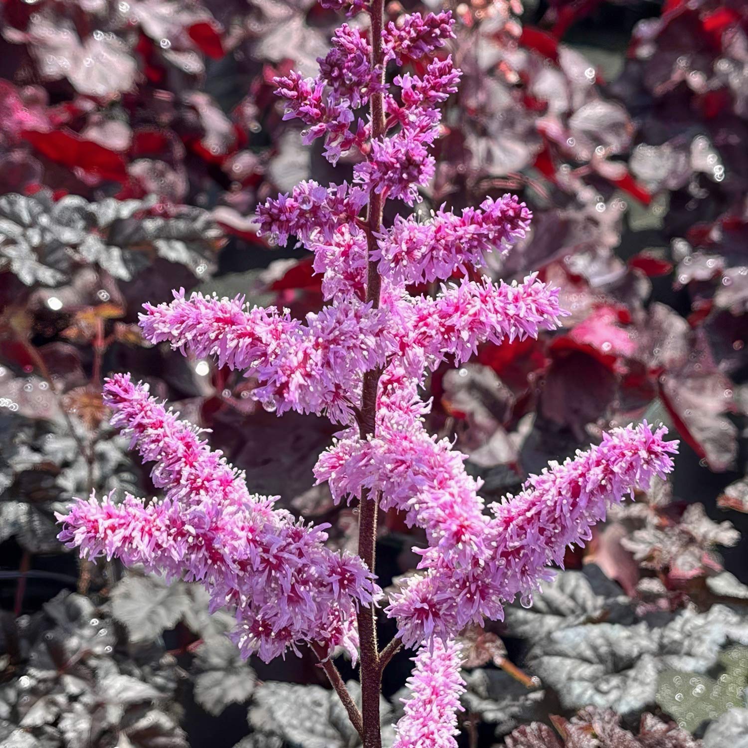 Astilbe 'Dark Side of the Moon'