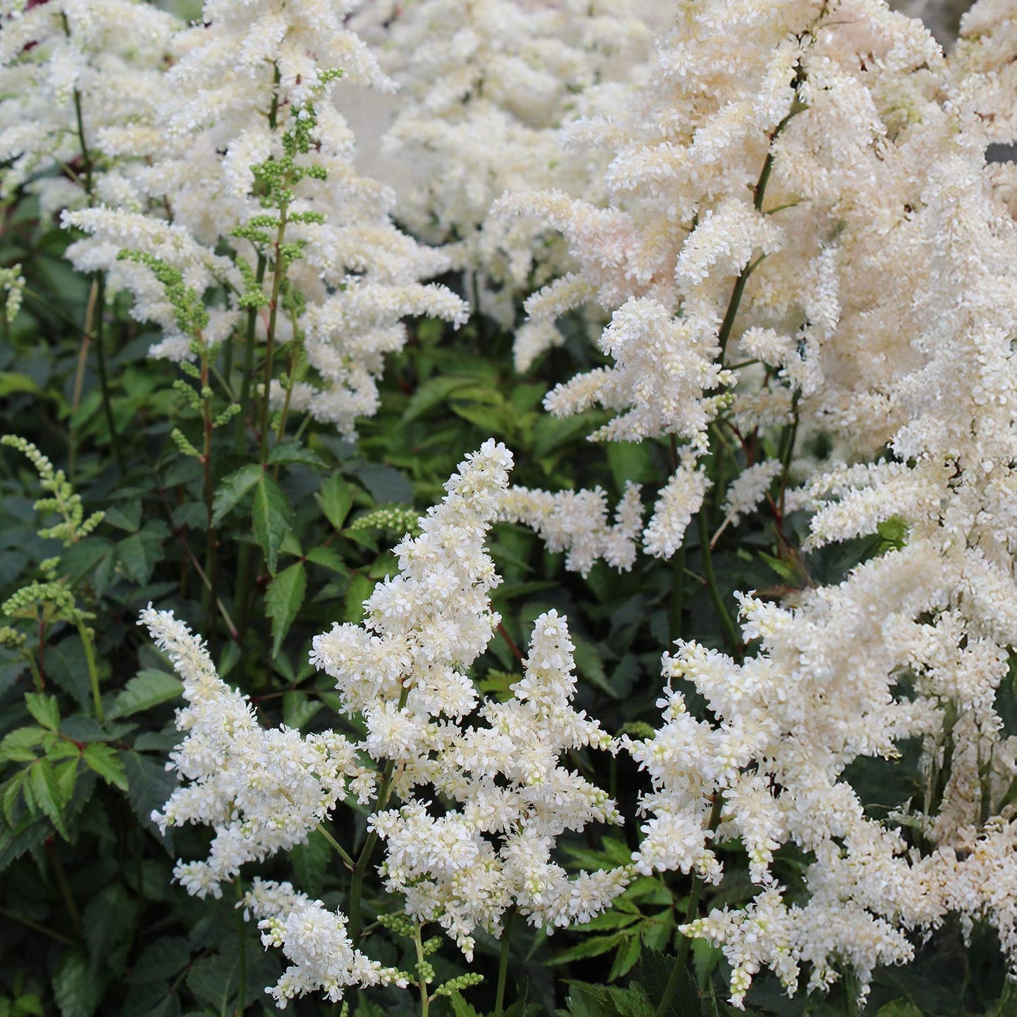 Astilbe 'Deutschland'