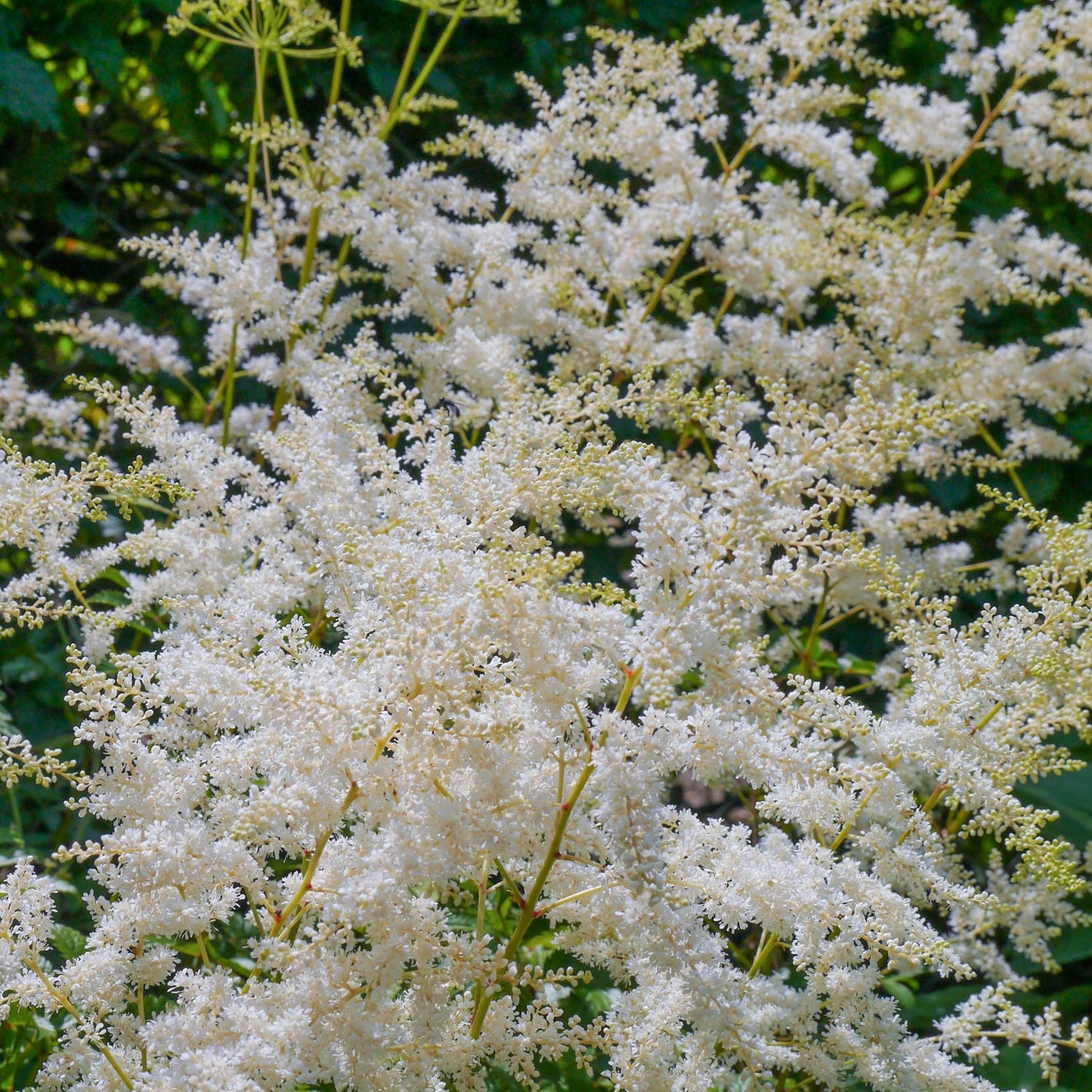 Astilbe 'Deutschland'