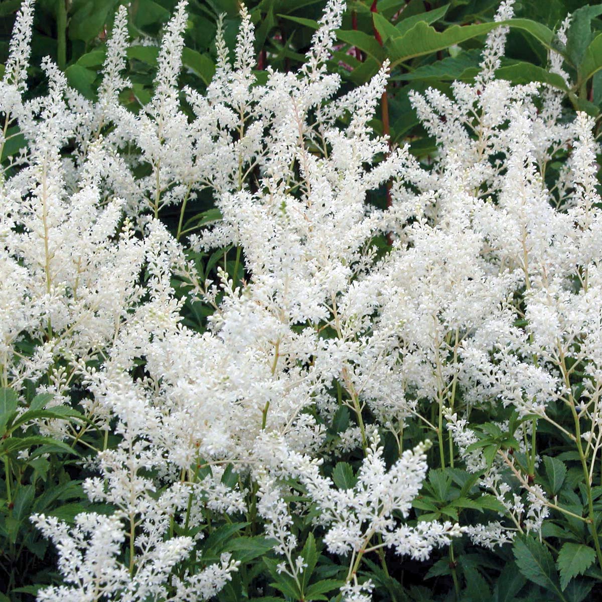 Astilbe 'Deutschland'
