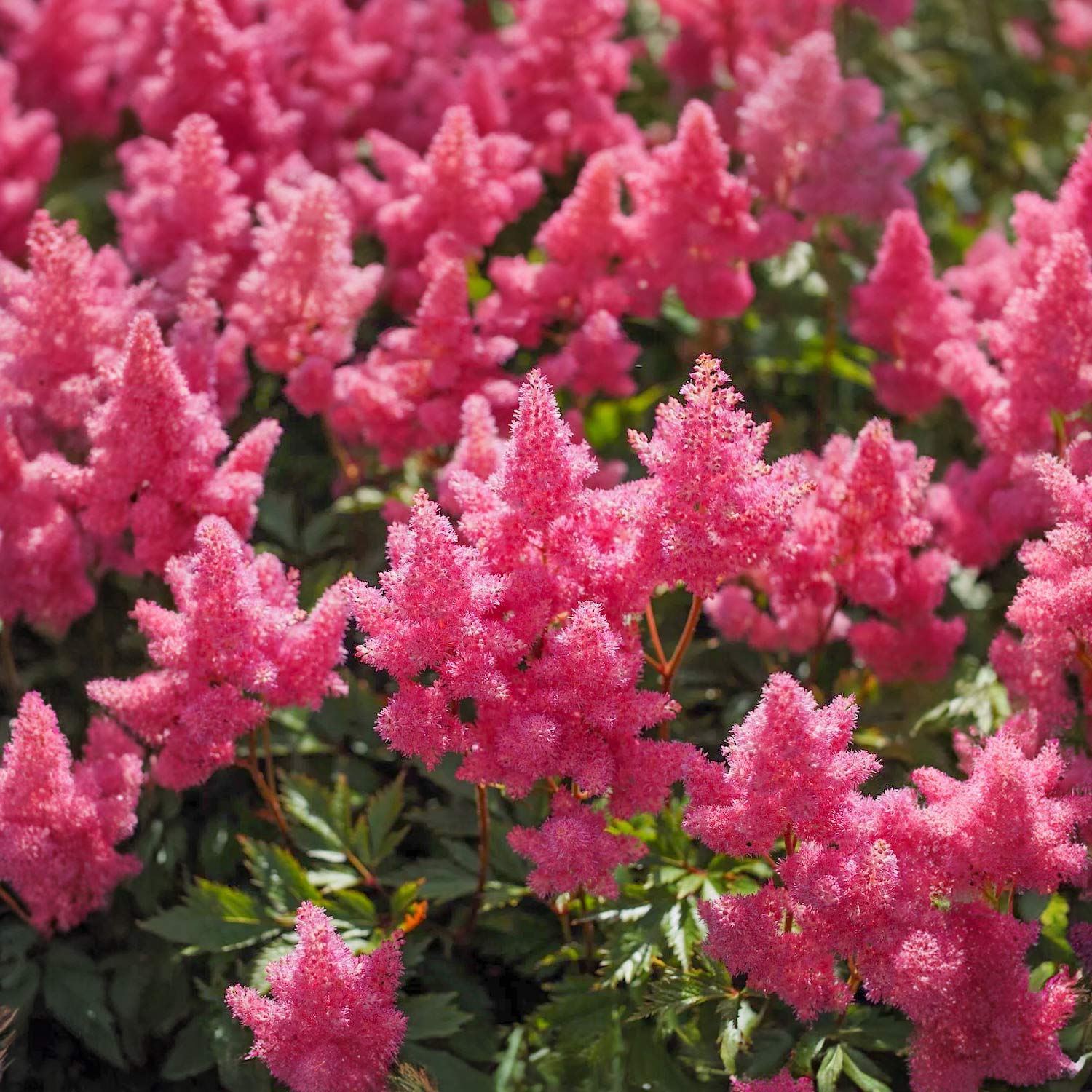 Astilbe 'Elizabeth Bloom'