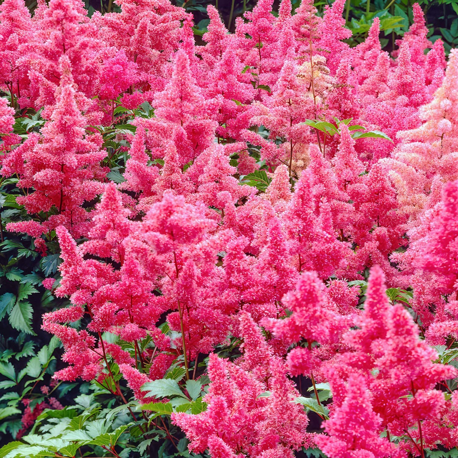 Astilbe 'Elizabeth Bloom'