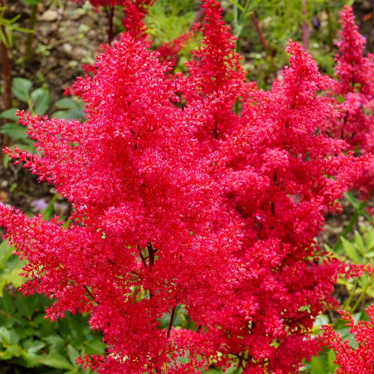 Astilbe 'Fanal'