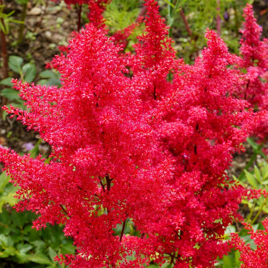 Astilbe 'Fanal'