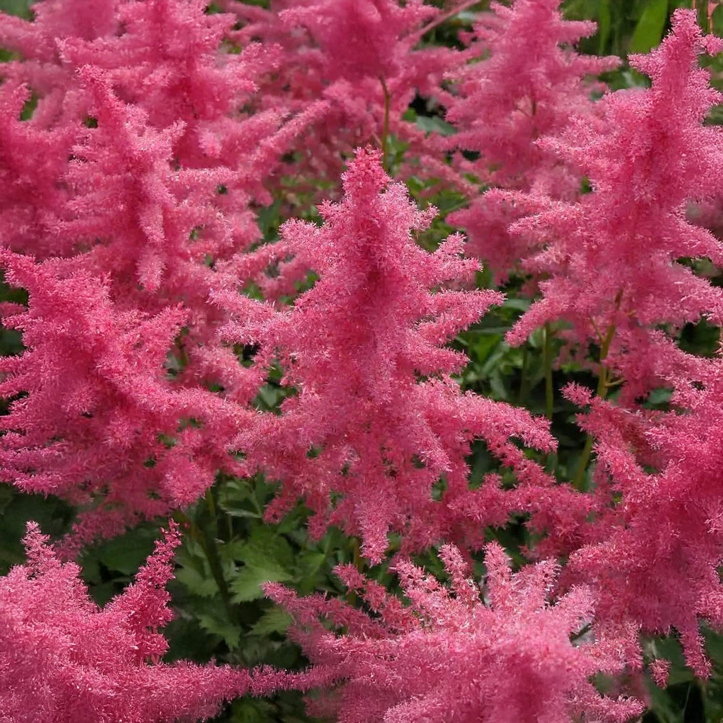 Astilbe 'Federsee'