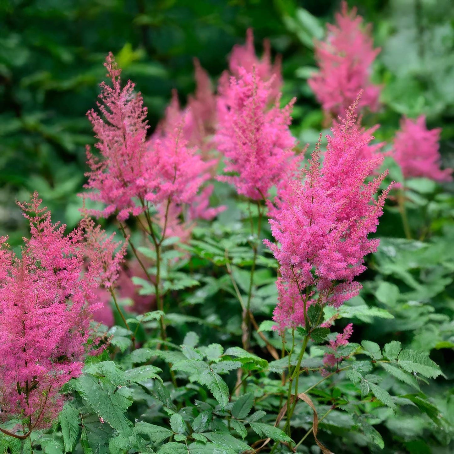 Astilbe 'Federsee'
