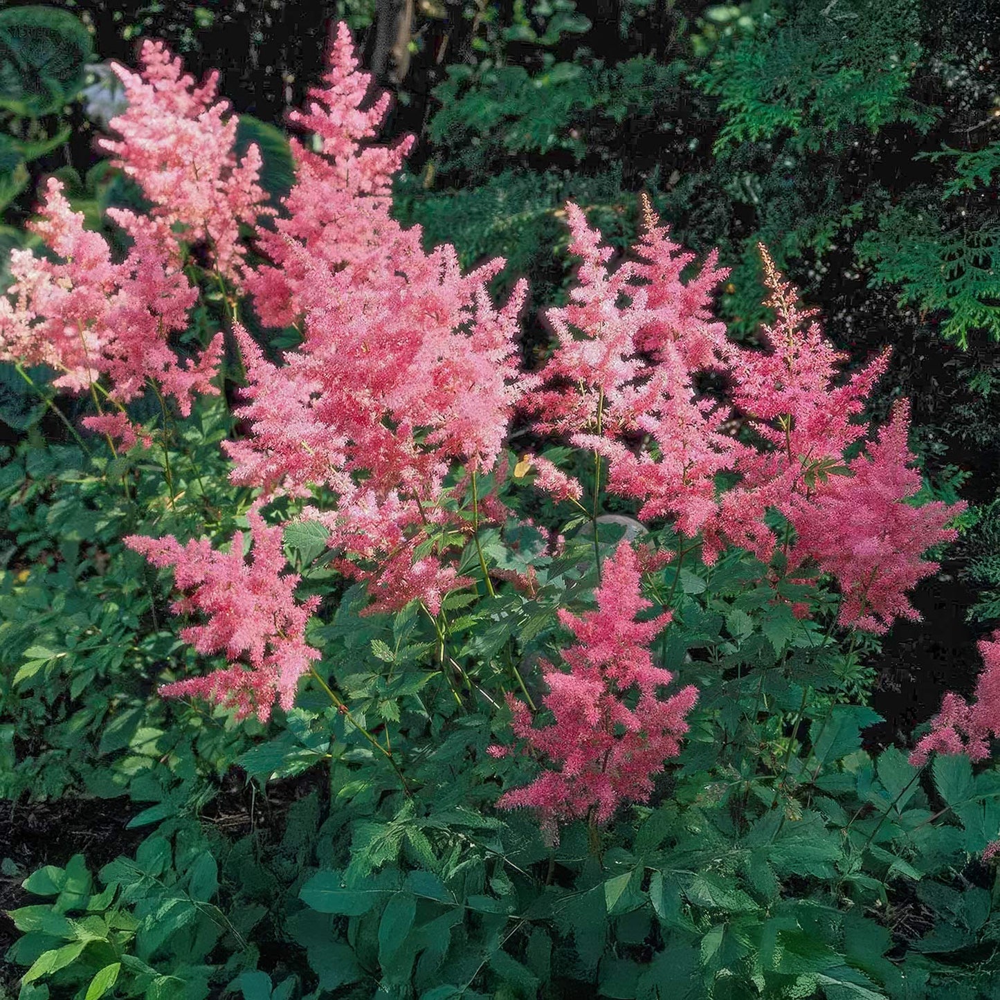 Astilbe 'Federsee'