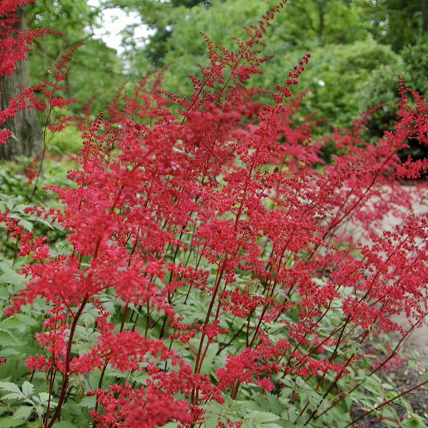 Astilbe 'Rotlicht'