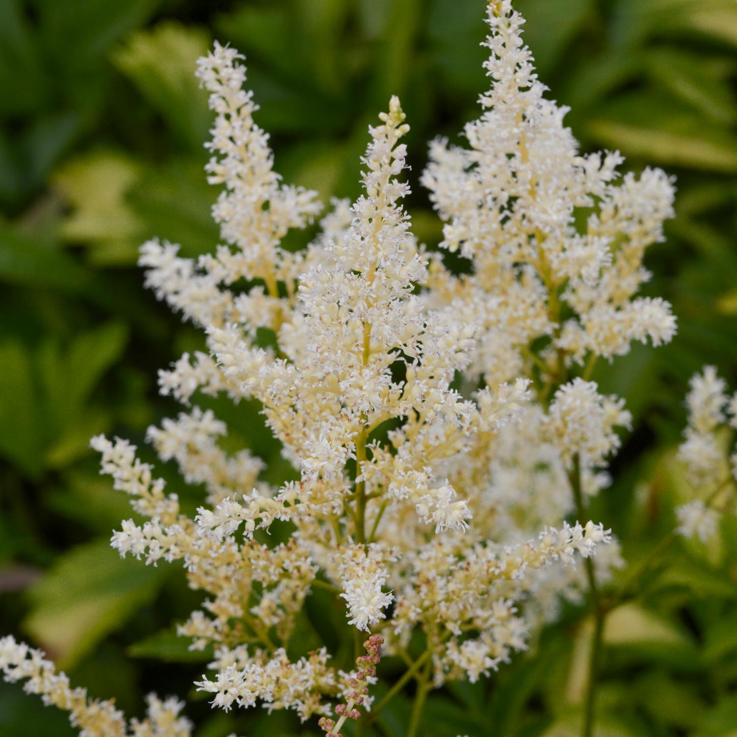 Astilbe 'Snowdrift'