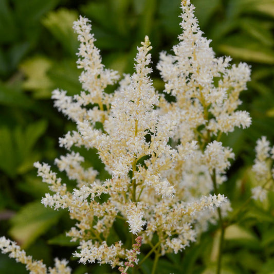 Astilbe 'Snowdrift'