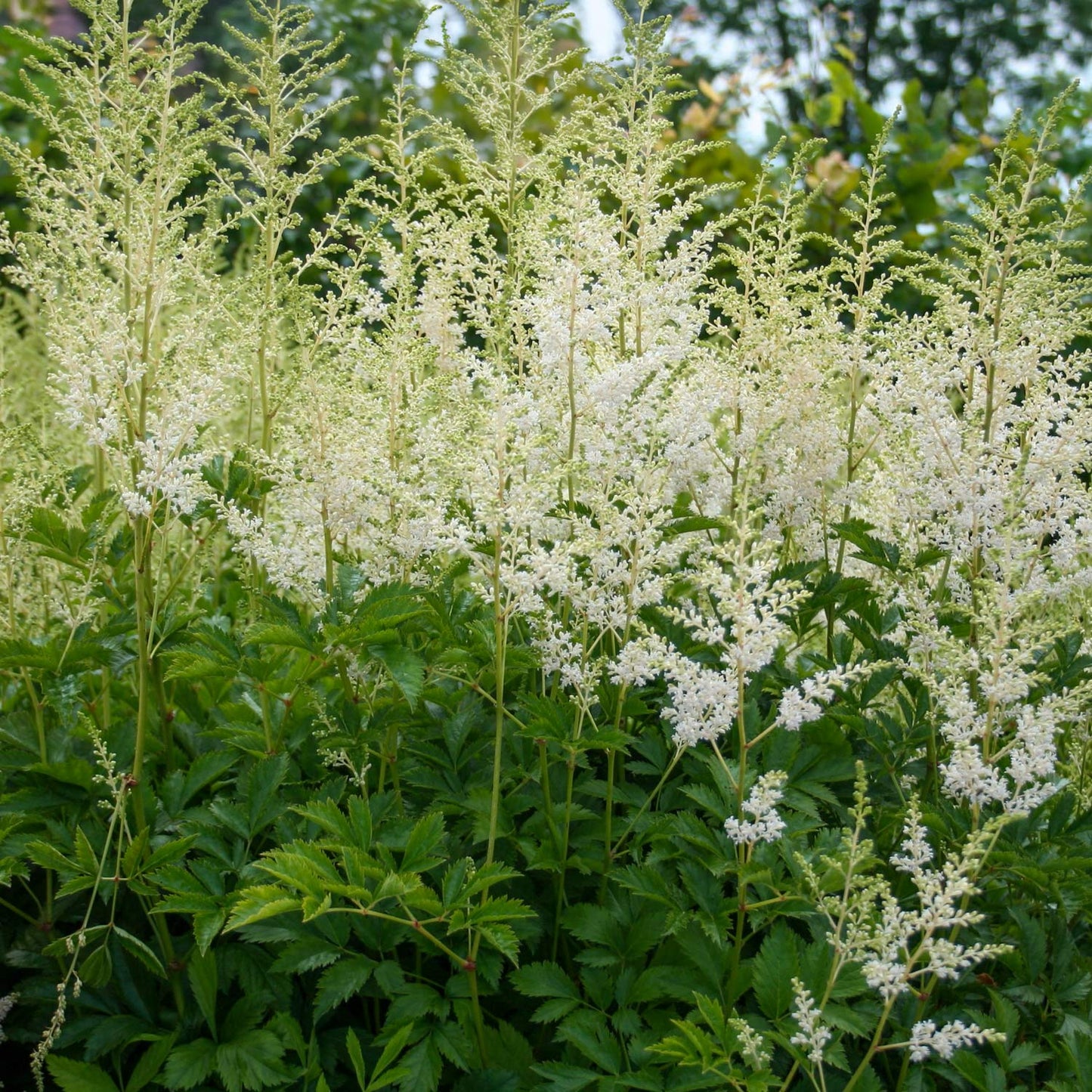 Astilbe x arendsii 'Snowdrift'